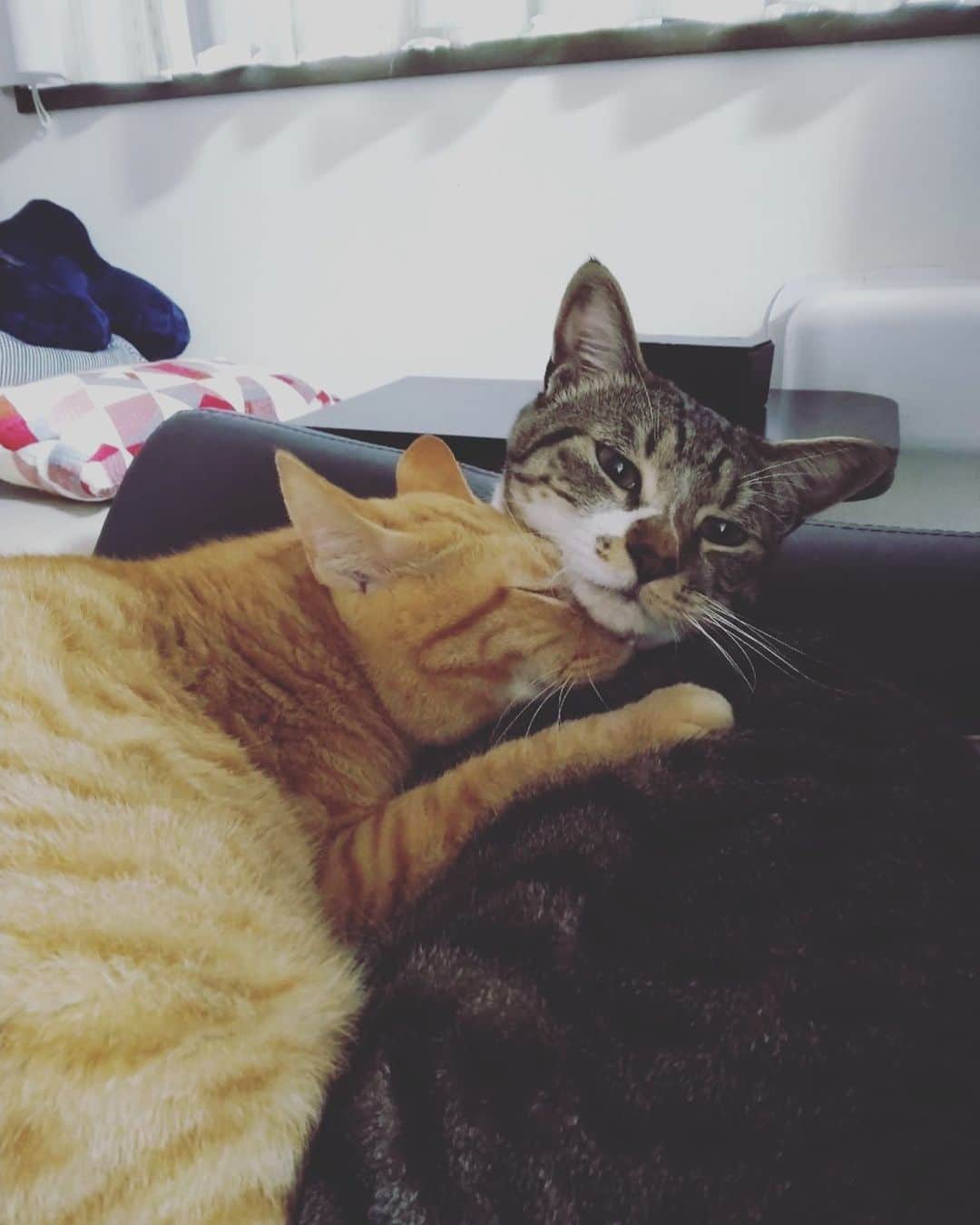 南沢奈央さんのインスタグラム写真 - (南沢奈央Instagram)「気温が下がってきました。 猫を抱きたい季節です。」10月19日 14時09分 - naominamisawa_official