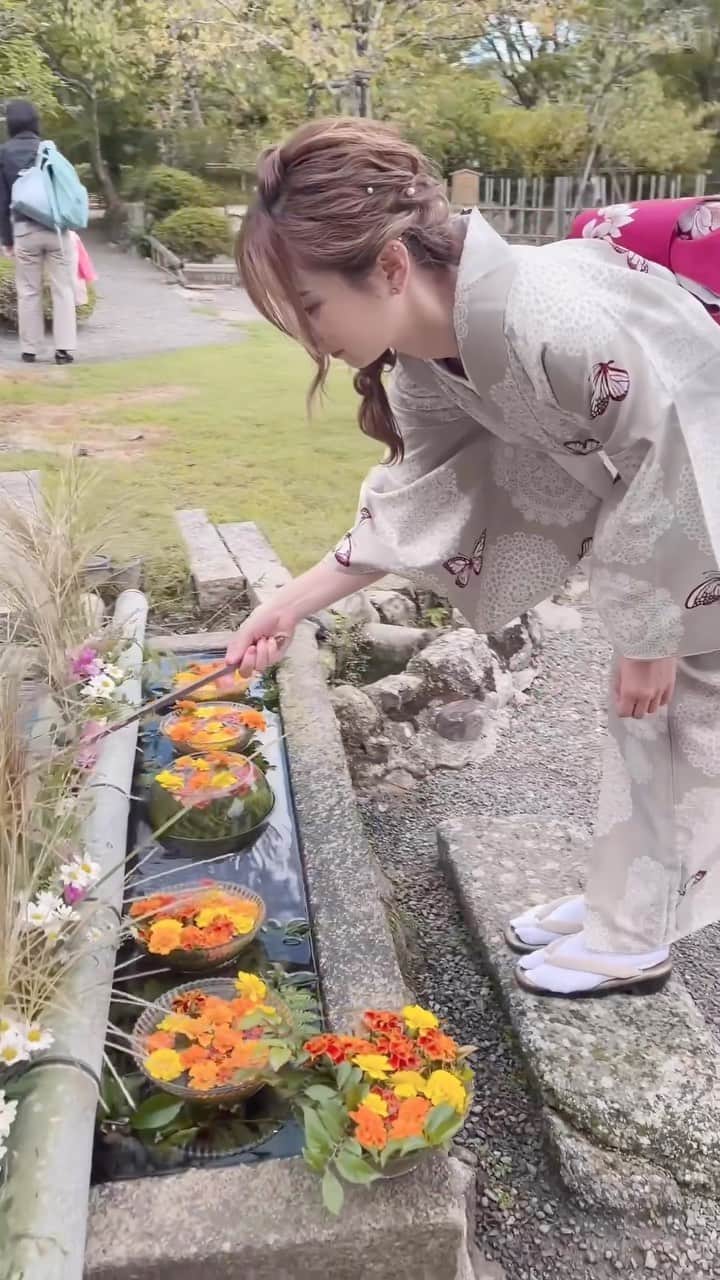 YUCAMAMEのインスタグラム：「🌸🌼🌺  花手水が有名な嵐山にある寺院♡ 竹林の小径のすぐ近くにあるので、一緒に周るのがおすすめ✌️  花手水は季節ごとにお花が変わるんだって！  📍嵯峨二尊院 ■京都市右京区嵯峨二尊院門前長神町27 ■拝観時間　9:00-16:30 ■拝観料　500円  #そうだ京都行こう #京都観光 #京都 #寺院 #レンタル着物岡本 #花手水 #花手水めぐり #タビジョ #着物 #kyoto #visitjapanjp #traveljapan #kyotojapan」