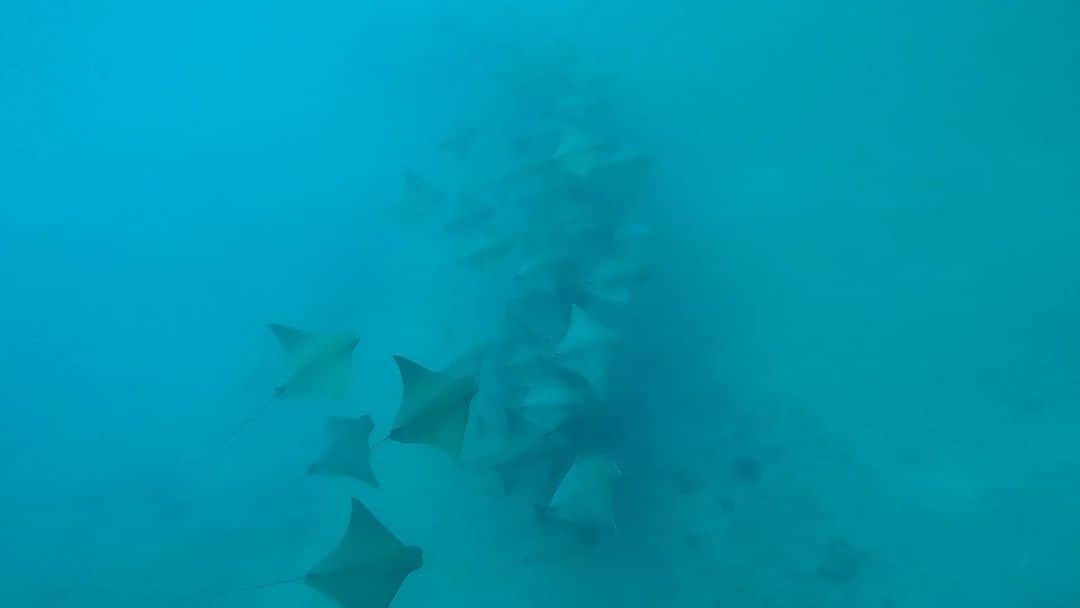 小笠原村観光協会のインスタグラム：「🐠小笠原で見られる海の生物🐟  先日ウシバナトビエイの群れと遭遇しました👀✨  トビエイが増えると秋の気配を感じます。 この日は透明度が悪かったので端から端までは確認できないのですが、30～40匹以上いたように思えます😲‼  ～海ツアーのご参考に～ 最近の小笠原の海水温は水面が27℃程です。 水着でも楽しめる海水温ですね😊  深く潜ると水温が24℃前後まで下がることもありますので寒がりなダイバーさんは フードベストなどをお持ちいただくと安心ですね👌✨  体が濡れていると風が冷たく感じることも増えましたので 風をしのげるウィンドブレーカーや乾いた着替え用のTシャツなどをお持ちいただくと便利です👍✨  10月の後半ですが太陽が出ていると日差しが強いので、 真夏と同様の日焼け対策をおすすめします😎🏖  小笠原へのご旅行を検討されてる方は、宿泊施設やガイドツアーの情報など小笠原村観光協会のホームページを参考にしてみてください♪ メールやお電話にてパンフレットのご請求も承ります！  http://www.ogasawaramura.com/  #小笠原  #小笠原諸島  #父島  #ogasawara  #boninisland  #ogasawaraisland  #島暮らし  #小笠原の日常  #離島暮らし  #ここも東京  #船で24時間  #海  #ウシバナトビエイ  #トビエイ  #ダイビング  #シュノーケル  #diving  #世界自然遺産  #世界遺産  #ボニンブルー #boninblue  #ogasawalove  #10月の小笠原」