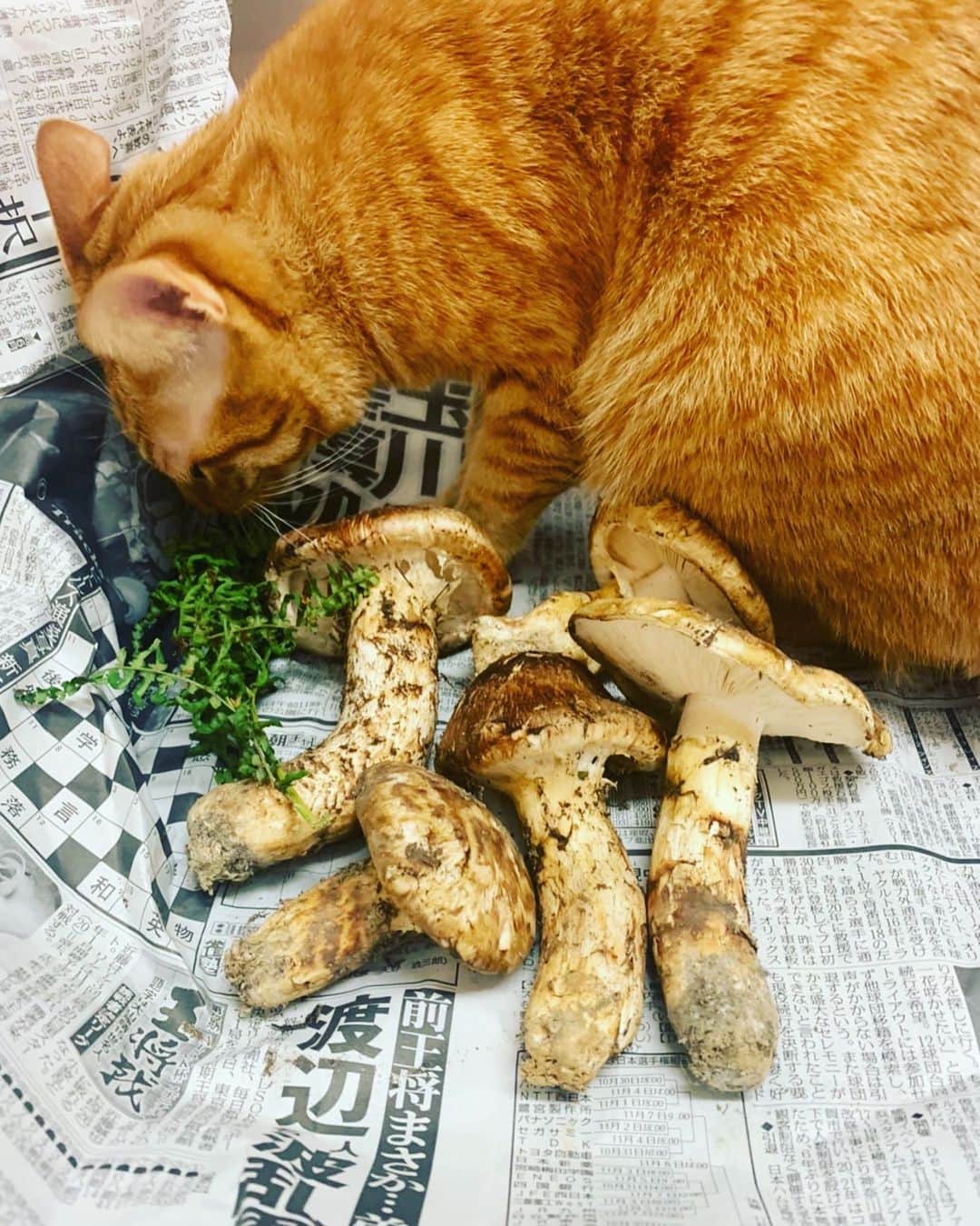 篠原信一のインスタグラム：「いい匂いだニャン🐱  #松茸  #茶トラ猫 #ねこ #cat  #保護猫 #ねこのいる暮らし」