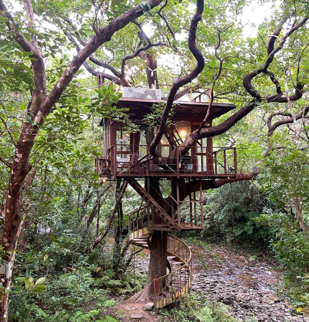 田中律子さんのインスタグラム写真 - (田中律子Instagram)「『Treeful Treehouse』🌴🏠🌳 　@treeful.treehouse  菊川さんのツリーハウスに1年ぶりにまた遊びに行かせていただきました🤩  名護から少し北に上がって、源河大川の上流を目指し、車を走らせると、ヘゴの木々がまるで太古の時代に連れて行ってくれるよう🦕🦖細い山道を進んでいくと、木々の間に、Treeful Treehouse➡️という看板が道案内してくれる🙌🏼  本当にこの場所は小さい頃見た絵本の世界のようで✨大人も童心になって目を輝かせてワクワクさせてくれる🤩  はぁー、素敵すぎるーーー🌳🌴 菊川さんありがとうございました🙏🏼  村元さんツリーハウスサウナ企画してくれてありがとー🔥 @0304kei   ツリーハウスサウナはまた後ほど🤙🏼これまた最高なサウナだった😍  #treefultreehouse  #treehouse #sustainable  #resort  #太古の森  #夢とロマン  #絵本の世界」10月19日 21時05分 - ri2kotanaka