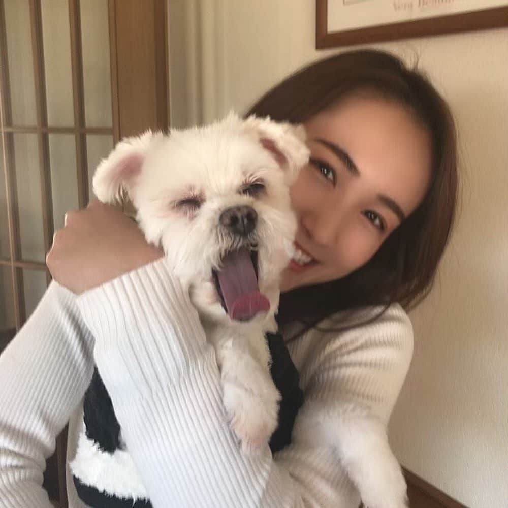 中野英菜のインスタグラム：「🍓 今日はこの世で1番好きな愛犬 りんの四十九日でした。  正直今だにこの事実を 受け入れられているかというと微妙で…  また実家に帰れば 全力でしっぽを振って 全力で喜んでくれて 全力で「おかえり」としてくれる そんな事も思ってしまうけど…  本当に最後まで よく頑張った子だったので 天国で幸せに大好きないちご🍓を 食べていると思います😌  大好きな愛犬との最後を過ごすために 鹿児島からのリモートを快く 許してくれた会社には感謝しかありません。  そして、本当に一緒に過ごせて、 おじいさん赤ちゃんを介護？ ううん、お世話させてもらえて…  毎日横で寝てたけど、 床ずれしないよう3時間起きで 向きを変えてあげたり… 息ができてるかな？ 喉は乾いてないかな？ トイレできてるかな？ と毎日快適に過ごせて、 息をしてくれさえいればいいそんな気持ちで、 睡眠時間もほぼない中大変だったけど、 本当に今もその時も、 幸せで幸せで愛おしい時間でしょうがなかったです。  本当にりんたん ありがとうねぇ。本当にいい子。  いっぱい書きたいことあるけれど 涙が止まらなくなりそうなので、このへんで😌  ずぅうと変わらず大好きよ。 そして本当に有難うね。  そしてもし愛犬がいたら、 沢山同じ時間を過ごして、 いっぱい優しく愛情いっぱいの言葉を ぜひかけてあげてください☺️  3枚目はもうおじいさんで、 立つこともご飯食べることも トイレもできないけど、 陽だまりの中寝ているりんさんが あまりに天使で可愛すぎるショットです☺️  #りんりんだいすき」