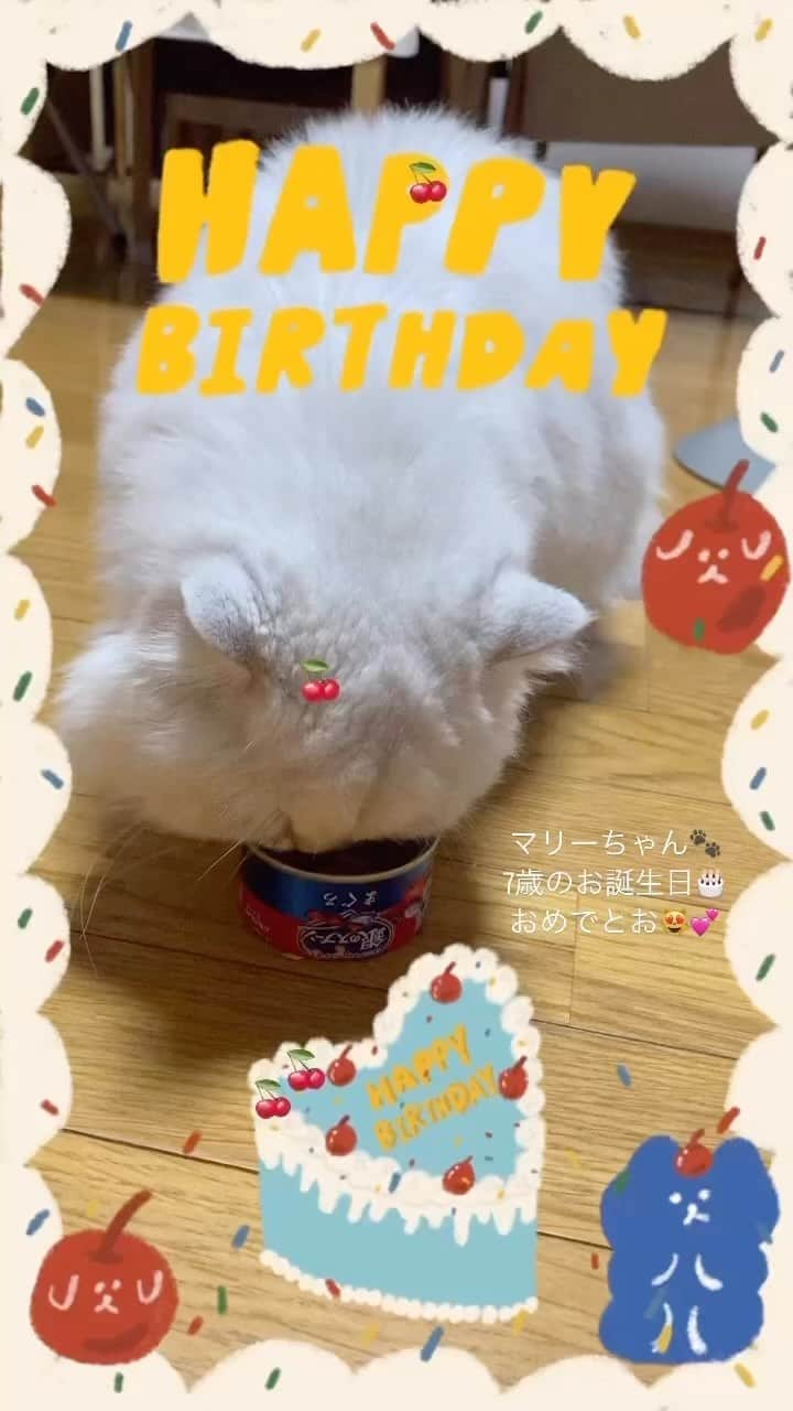 入江加奈子のインスタグラム：「#愛猫 #マリーちゃん 😻🐾 #誕生日おめでとう 🎂💕」
