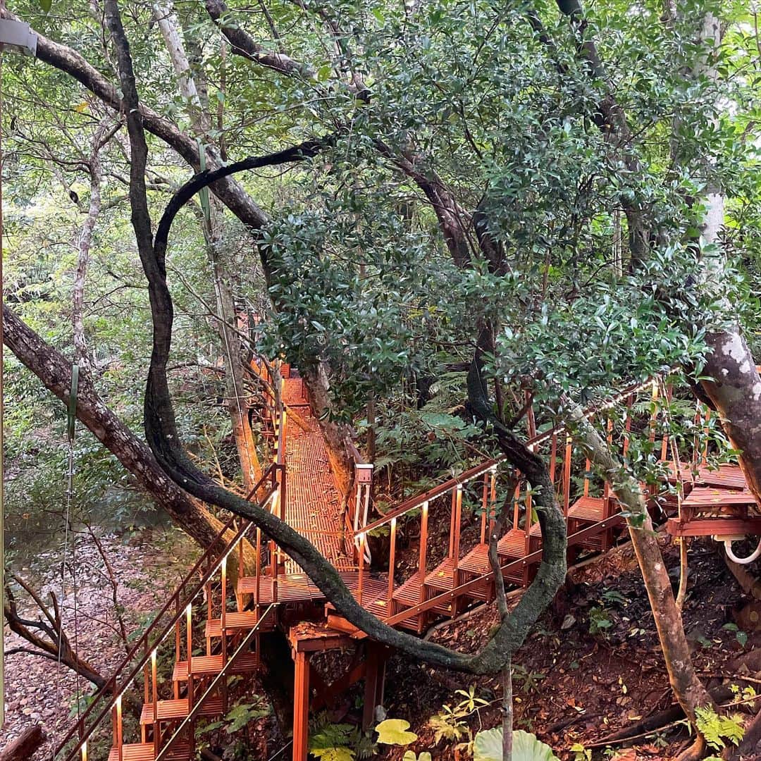 田中律子さんのインスタグラム写真 - (田中律子Instagram)「『Treeeful Treehouse』🌴🌳🏠　@treeful.treehouse   菊川さんのツリーハウスサウナで遊んできましたっっっ🤩  1枚目写真の木の橋を歩いていくと、奥にツリーハウスサウナが🔥なんとクリアサウナで外の景色を見ながらサウナ、ヒカゲヘゴと源河大川を見て、汗かいて、もー最高なんですけどぉー😍  そしてなんと水風呂は、すべり台で川にドボン❗️なんじゃこりゃー、最高だぁーーー❗️  いんやー、頭のてっぺんから足の先っちょまで全身全霊ととのいましたぁーーー☺️  菊川さん、村元さん、ご一緒したみなさま、ありがとうございました🙏🏼  #treefultreehouse #treehouse  #sustainability  #lifeisbeautiful  #ツリーハウスサウナ  #最高なんですけどー  #ありがとうございました」10月19日 21時47分 - ri2kotanaka