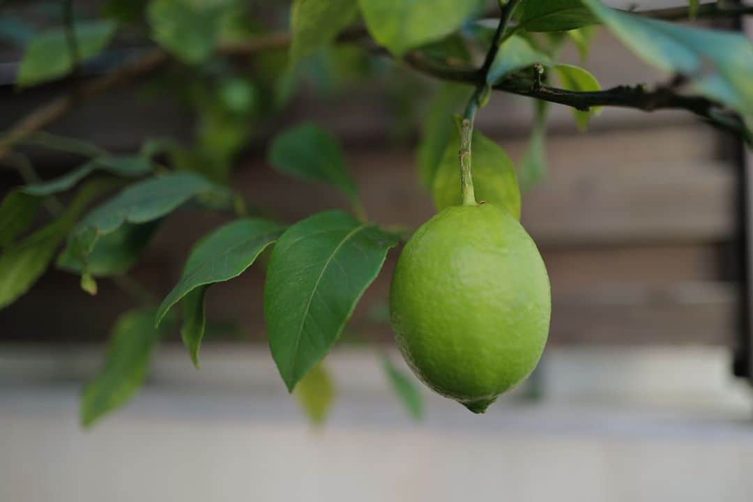 田中麗奈さんのインスタグラム写真 - (田中麗奈Instagram)「今朝は朝から伸び切ったオリーブの木の剪定と、落ち葉広いを。 🌿🍂  いつの間にか レモンの実がこんなに大きくなってました。🍋  私が見てない間でも お日様を浴びて、 空から降る雨のお水をごくごく飲んで、 土から栄養をもらって、寒い時は温めてもらって 大きくなっているのだねぇ。。。  自然の恵 有り難いです。🙏」10月20日 11時56分 - renatanaka07