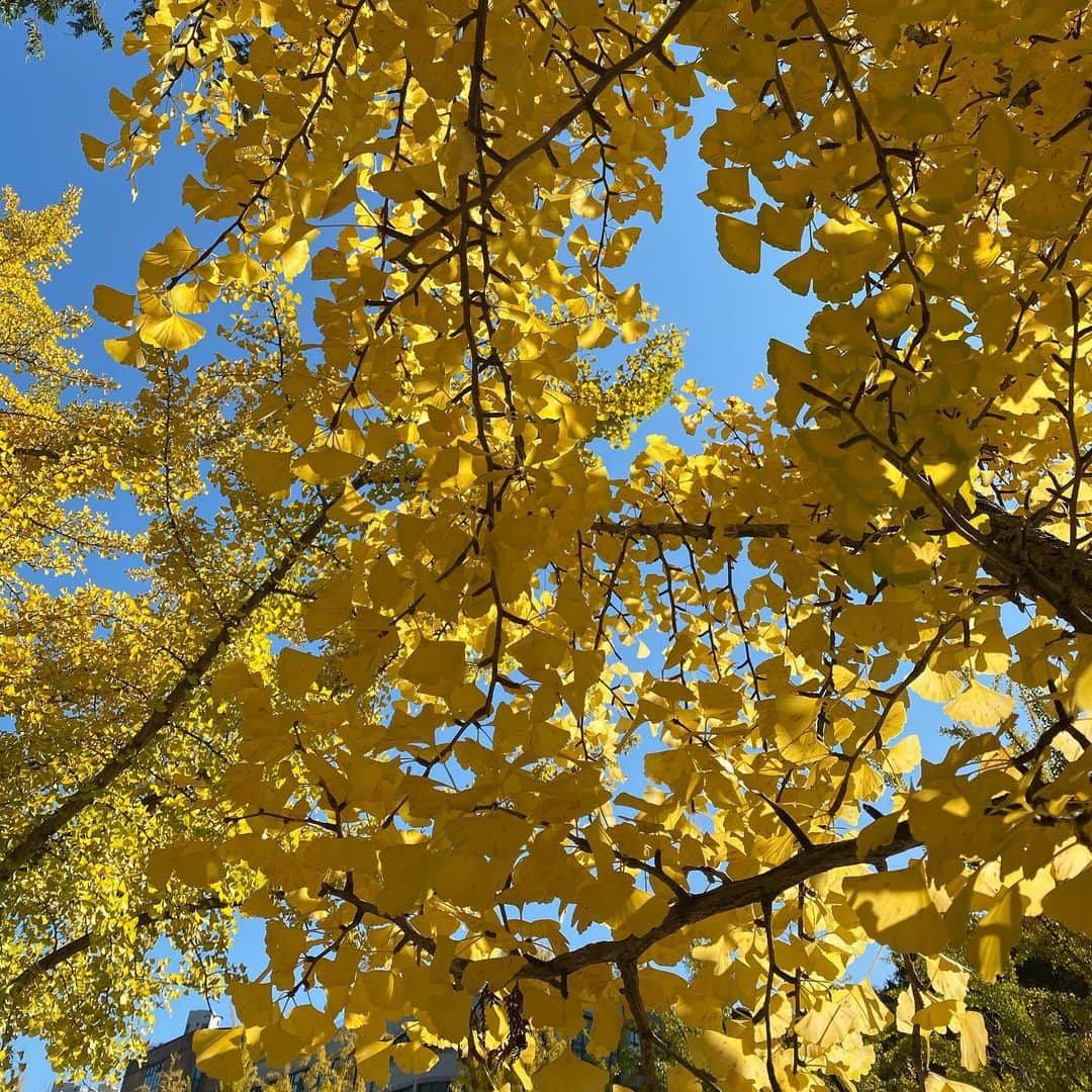 ソ・ジヘのインスタグラム：「🍂🍁」