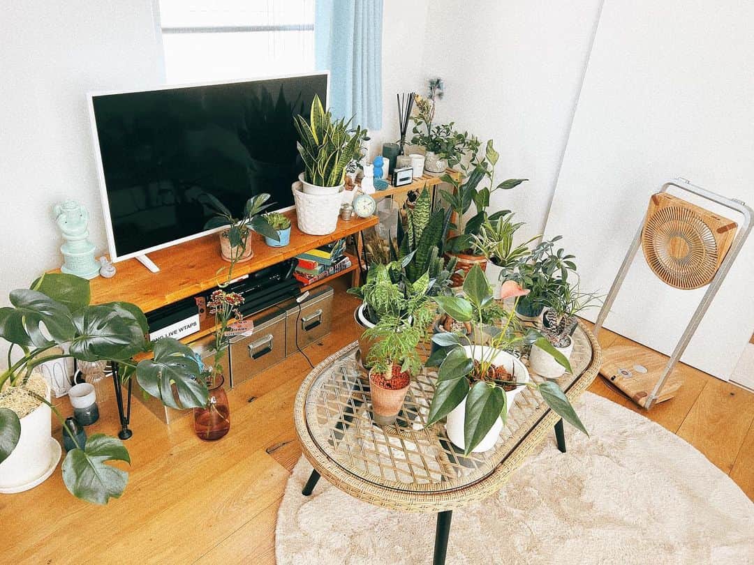 のインスタグラム：「家中の草たちを集めて 風を浴びせてるかわいい  #🌱」