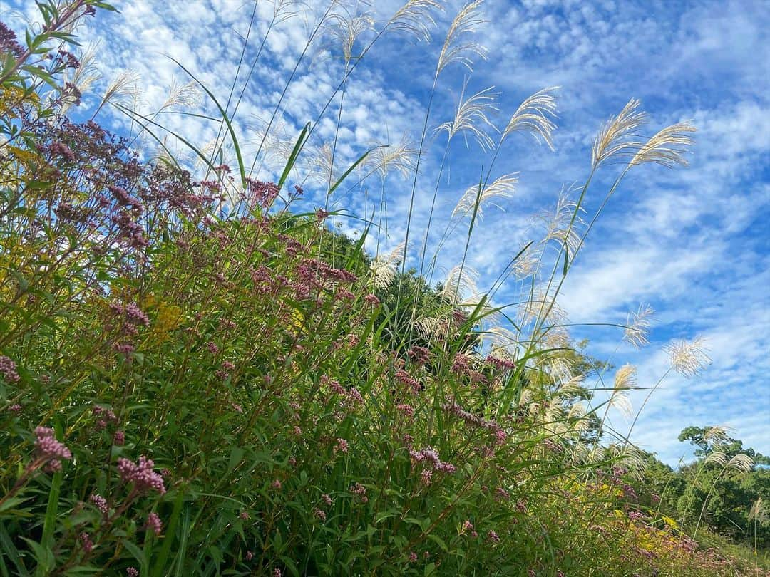 島津咲苗さんのインスタグラム写真 - (島津咲苗Instagram)「秋を感じた写真をみなさんに🍂  #ここはどこでしょう」10月20日 18時19分 - sanae_shimazu