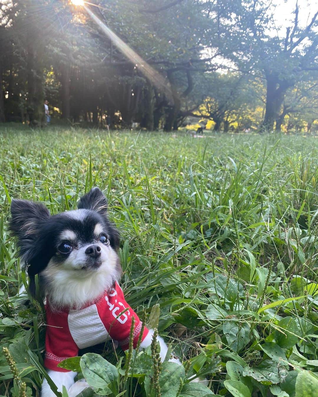 大政絢のインスタグラム：「🐶🐶🐶💕🚶‍♀️」