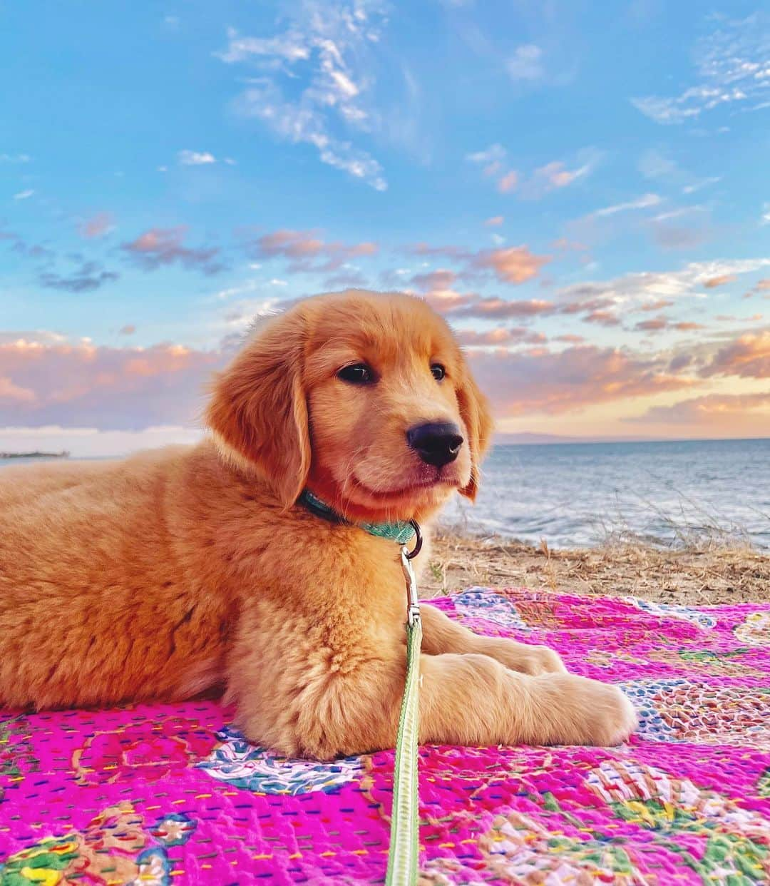 Bodhi & Butters & Bubbahのインスタグラム：「Sending you some sunshine ☀️🌺🏝️🐶  #bulldogstuffbesties #weeklyfluff #dogsofinstagram #igpuppies #puppylove #puppies #puppy #puppylove #golden #puppiesmakemehappy  #goldenretriever #goldenpuppy #cutenessoverload #mauidog #hawaiidog #luckywelivehawaii #aloha」