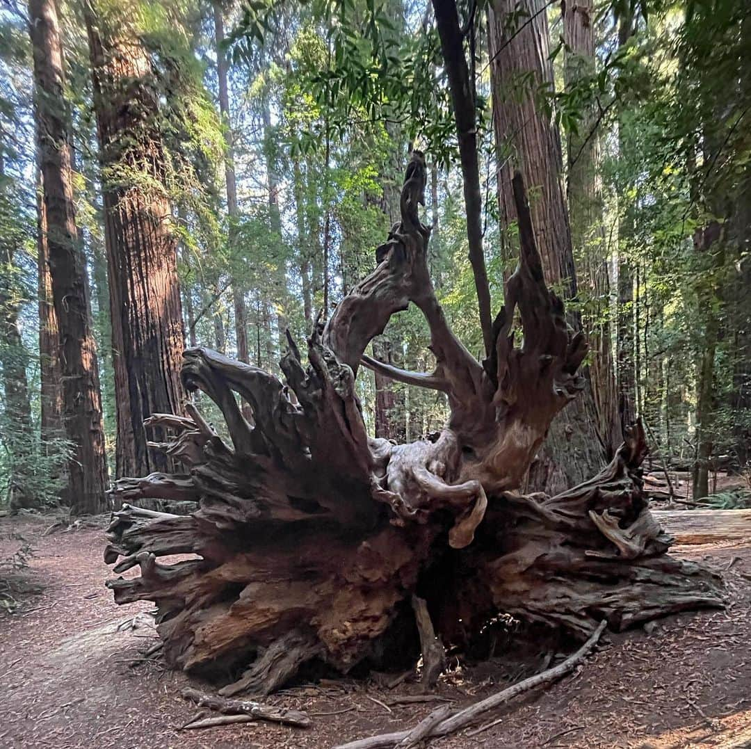 Lana Zakocelaさんのインスタグラム写真 - (Lana ZakocelaInstagram)「Had the most beautiful weekend in Mendocino celebrating birthday of my love! Hiking, eating , mushroom hunting and tree hugging was definitely fun!」10月21日 3時57分 - lanazakocela