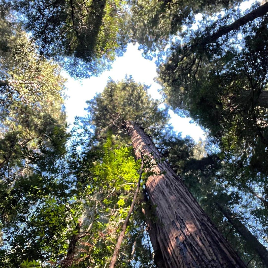 Lana Zakocelaさんのインスタグラム写真 - (Lana ZakocelaInstagram)「Had the most beautiful weekend in Mendocino celebrating birthday of my love! Hiking, eating , mushroom hunting and tree hugging was definitely fun!」10月21日 3時57分 - lanazakocela