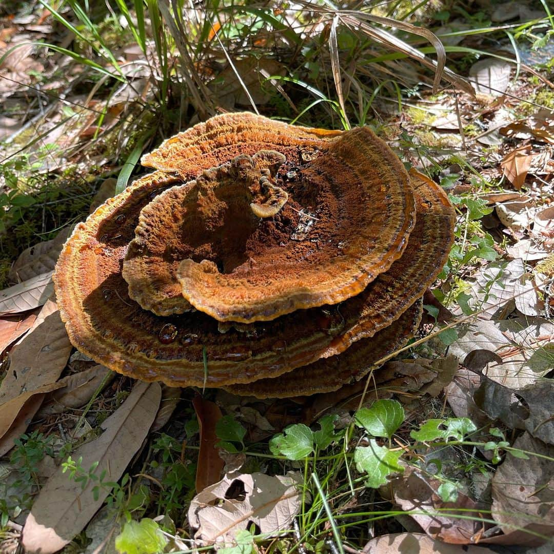 Lana Zakocelaさんのインスタグラム写真 - (Lana ZakocelaInstagram)「Had the most beautiful weekend in Mendocino celebrating birthday of my love! Hiking, eating , mushroom hunting and tree hugging was definitely fun!」10月21日 3時57分 - lanazakocela