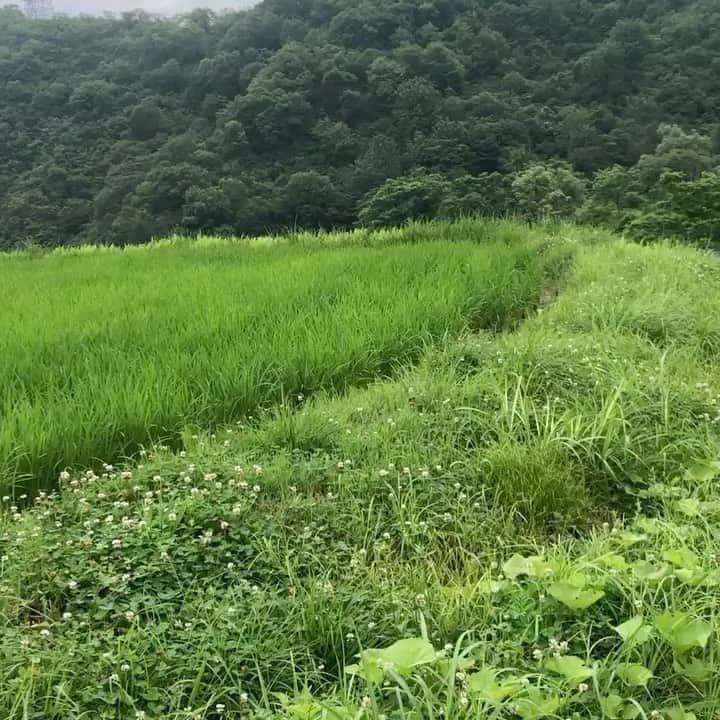 風谷南友のインスタグラム：「少し前の、新潟でロケ場所まで歩いてる時の🌳  緑だらけからのマイナスイオンがみんなに届くといいなと✨✨✨✨✨」