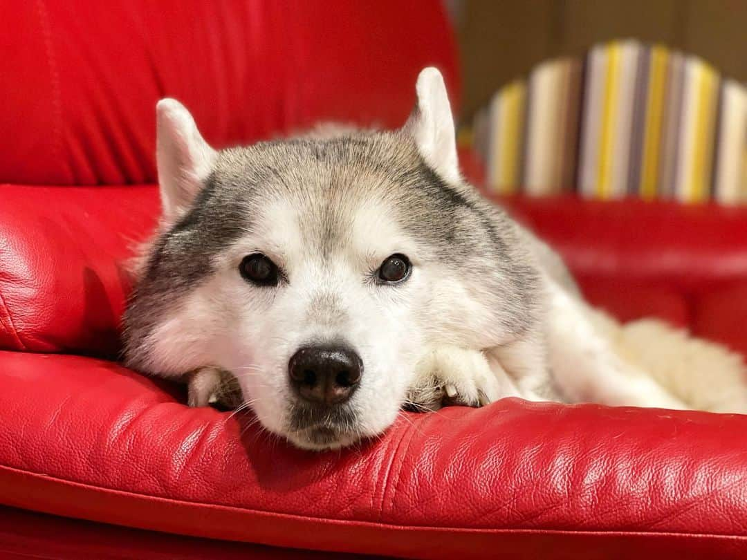 プピプピ文太のインスタグラム：「おててﾎﾟﾁｮﾝって見えてる #siberianhusky #dog #husky #シベリアンハスキー　#犬」