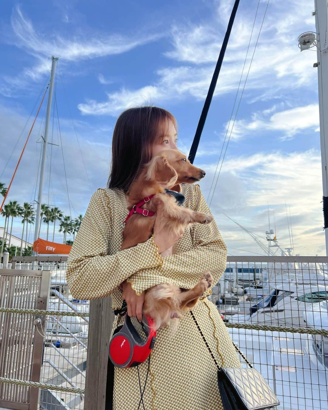 ゆうたむのインスタグラム：「のんちゃんとのお出かけ写真全然載せてなかった最近🐶😳  いつまでも可愛くて癒される🤍 💕ᴸᴼⱽᴱ💕  #逗子 #ronhermancafe  #ロンハーマンカフェ逗子マリーナ  #ミニチュアダックスフンド  #休日の過ごし方  #dogstagram  #愛犬との暮らし #ゆうたむの犬🐶」