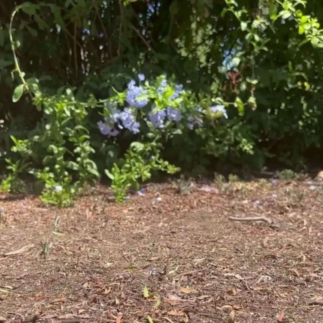 ダンスコのインスタグラム：「Woke up feeling pine」