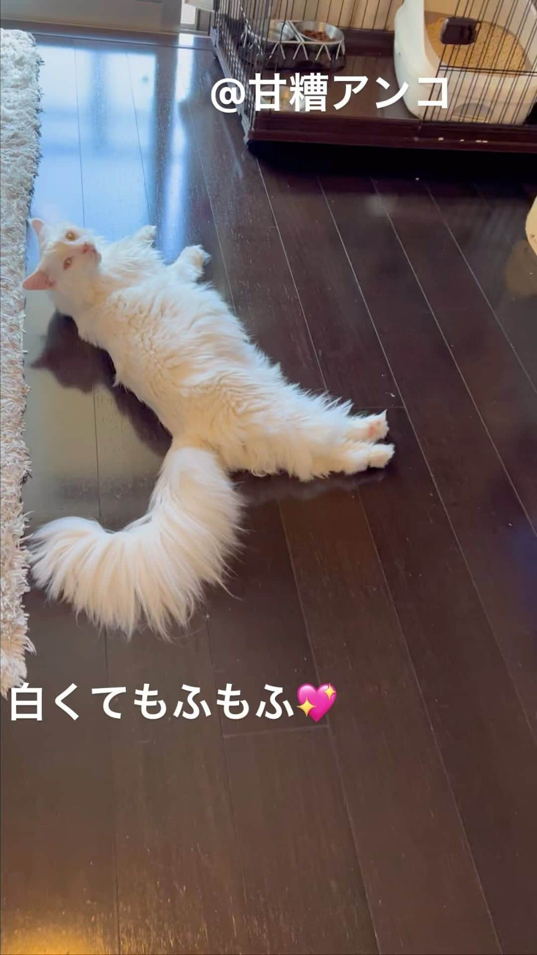 甘糟記子のインスタグラム