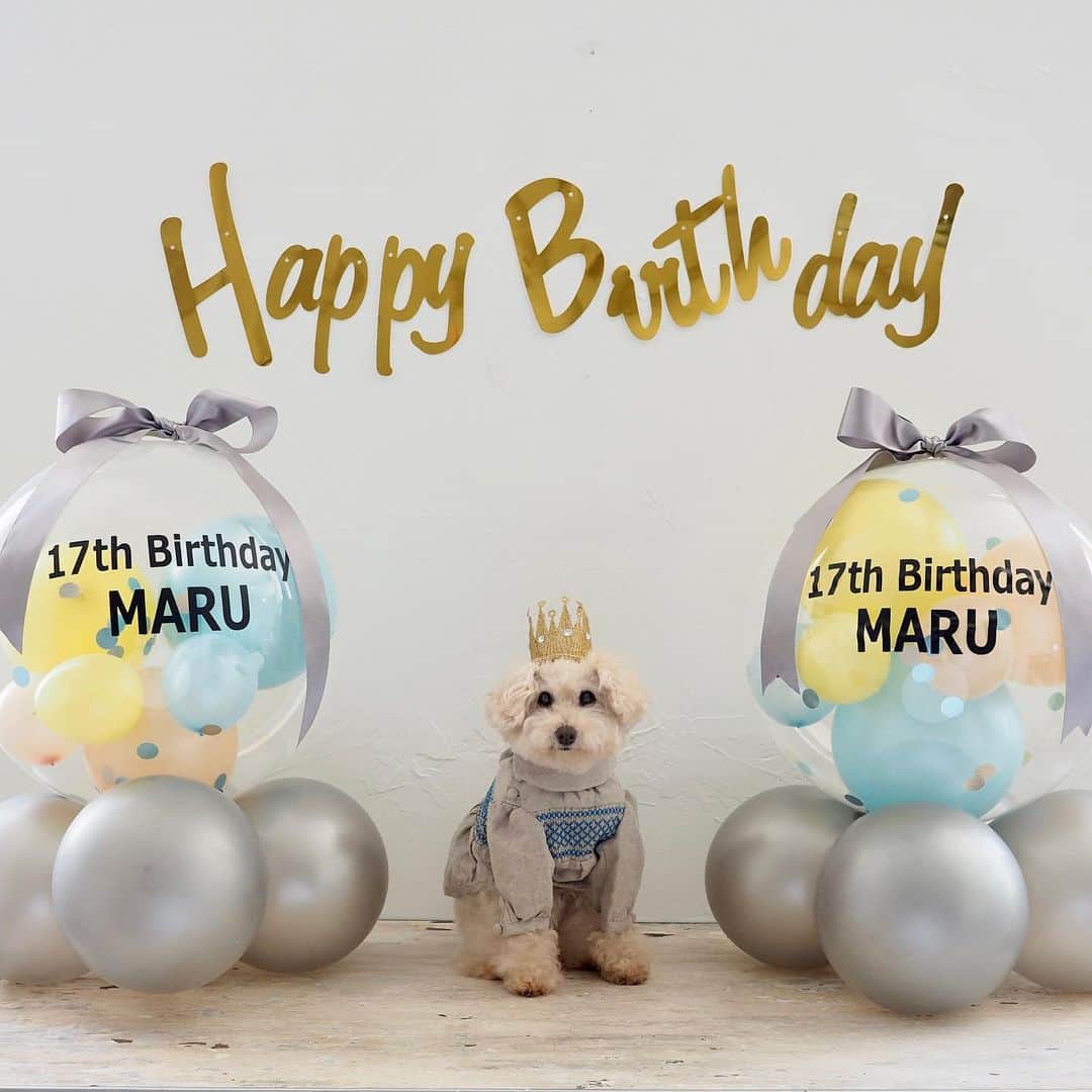 Maruのインスタグラム：「👑 Happy 17th Birthday!  今日はまるさんの誕生日。 生まれてから6209日目です。 キタキタ17歳！  まるさんはいつもいろいろな事に興味津々で、 ワクワクを忘れない性格です。 また一年、楽しく過ごしてもらいまる♪ いつもたくさんのお友達に仲良くして頂き、 ほんとうにありがとうございます。17歳のまるさんも小さな歩幅だけど前進あるのみ♪ どうぞよろしくお願いします。   Special thx photographer @hiroko__shimazoe  styling by  Mommy  Dress by  @b Decoration by  @JeffersonsBalloon  毎年恒例、数日間 誕生日関連が続きますが ご笑納くださいませ。  #今日のわんこ#ハイシニア犬#シニア犬 #シニア犬との暮らし#トイプードル#toypoodle#ワンコ#幸せお届け隊#ふわもこ #ハッピードッグライフ #誕生日 #happybirthday #バースデーフォト #17歳」