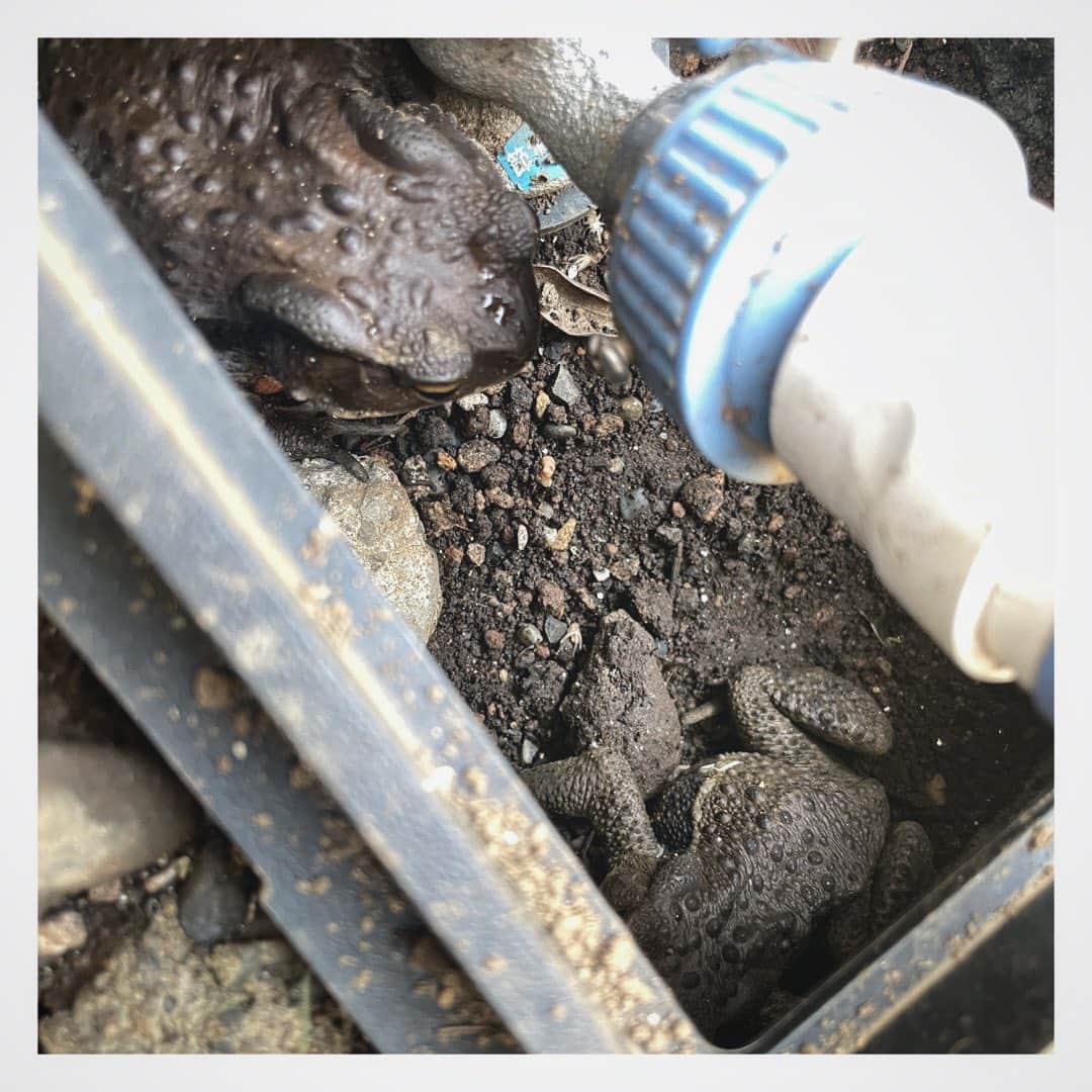 唐橋充のインスタグラム：「ある日、増える。 (慣れました)」
