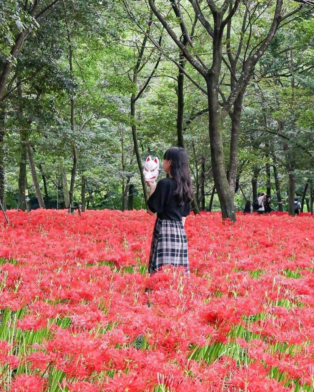 Stayway女子さんのインスタグラム写真 - (Stayway女子Instagram)「【📍埼玉県・日高市】 ——————————————— 秋に咲く曼珠沙華の群生が日本一の #巾着田曼珠沙華公園  10月2日まで #巾着田曼珠沙華まつり が開催されています🌹🤍 ——————————————— 素敵な女子旅をされている方をご紹介させていただきます！✨ こちらの写真は @_like_trip_ さんがアプリへ投稿してくださいました😄魅力が伝わってくる素敵な投稿ありがとうございました🎵 ⁡ #Stayway女子旅 というハッシュタグをつけて是非投稿してください♪ Instagramにてご紹介させていただきます！ ——————————————————— AppStore又はGooglePlayで「stayway」を検索！トラベルクリエイターがリアルな口コミを情報発信！エリアでの絞り込みや位置情報でも投稿を探せます😌  ステキなお出かけや旅の思い出を記録していきましょう🎵優先的にインスタでシェアさせていただきます！ ——————————————————— 巾着田曼珠沙華公園では、9/17-10/2まで曼珠沙華まつりが開催されています。なんとその本数500万本！駐車場もすぐ近くに完備されているので、安心。また最寄駅からも徒歩15分とアクセス良好です。 ————————————————— #stayway_girls #stayway_saitama #埼玉観光 #埼玉旅行 #日高市 #日高市巾着田 #巾着田 #女子旅 #埼玉女子旅 #東京カメラ部 #旅行好き #国内旅行 #プチ旅行 #週末旅行 #フォトジェニック #フォトジェニックスポット #映えスポット #絶景スポット #秋旅行 #秋スポット #巾着田曼珠沙華まつり2022 #関東ドライブ」9月28日 18時31分 - stayway_girls