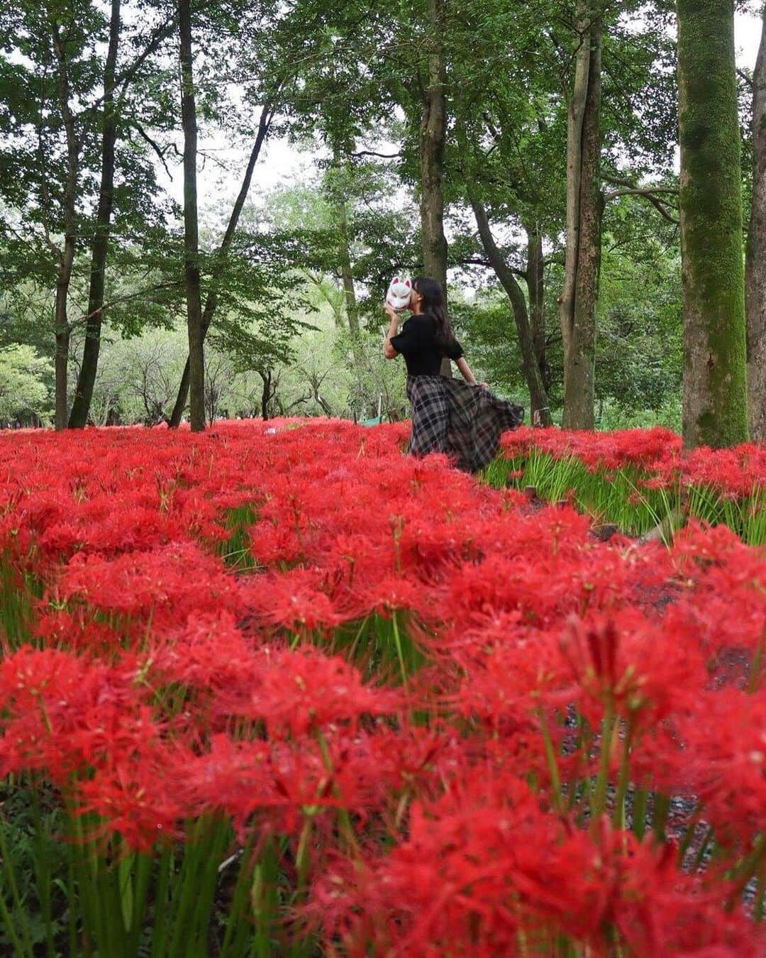 Stayway女子さんのインスタグラム写真 - (Stayway女子Instagram)「【📍埼玉県・日高市】 ——————————————— 秋に咲く曼珠沙華の群生が日本一の #巾着田曼珠沙華公園  10月2日まで #巾着田曼珠沙華まつり が開催されています🌹🤍 ——————————————— 素敵な女子旅をされている方をご紹介させていただきます！✨ こちらの写真は @_like_trip_ さんがアプリへ投稿してくださいました😄魅力が伝わってくる素敵な投稿ありがとうございました🎵 ⁡ #Stayway女子旅 というハッシュタグをつけて是非投稿してください♪ Instagramにてご紹介させていただきます！ ——————————————————— AppStore又はGooglePlayで「stayway」を検索！トラベルクリエイターがリアルな口コミを情報発信！エリアでの絞り込みや位置情報でも投稿を探せます😌  ステキなお出かけや旅の思い出を記録していきましょう🎵優先的にインスタでシェアさせていただきます！ ——————————————————— 巾着田曼珠沙華公園では、9/17-10/2まで曼珠沙華まつりが開催されています。なんとその本数500万本！駐車場もすぐ近くに完備されているので、安心。また最寄駅からも徒歩15分とアクセス良好です。 ————————————————— #stayway_girls #stayway_saitama #埼玉観光 #埼玉旅行 #日高市 #日高市巾着田 #巾着田 #女子旅 #埼玉女子旅 #東京カメラ部 #旅行好き #国内旅行 #プチ旅行 #週末旅行 #フォトジェニック #フォトジェニックスポット #映えスポット #絶景スポット #秋旅行 #秋スポット #巾着田曼珠沙華まつり2022 #関東ドライブ」9月28日 18時31分 - stayway_girls