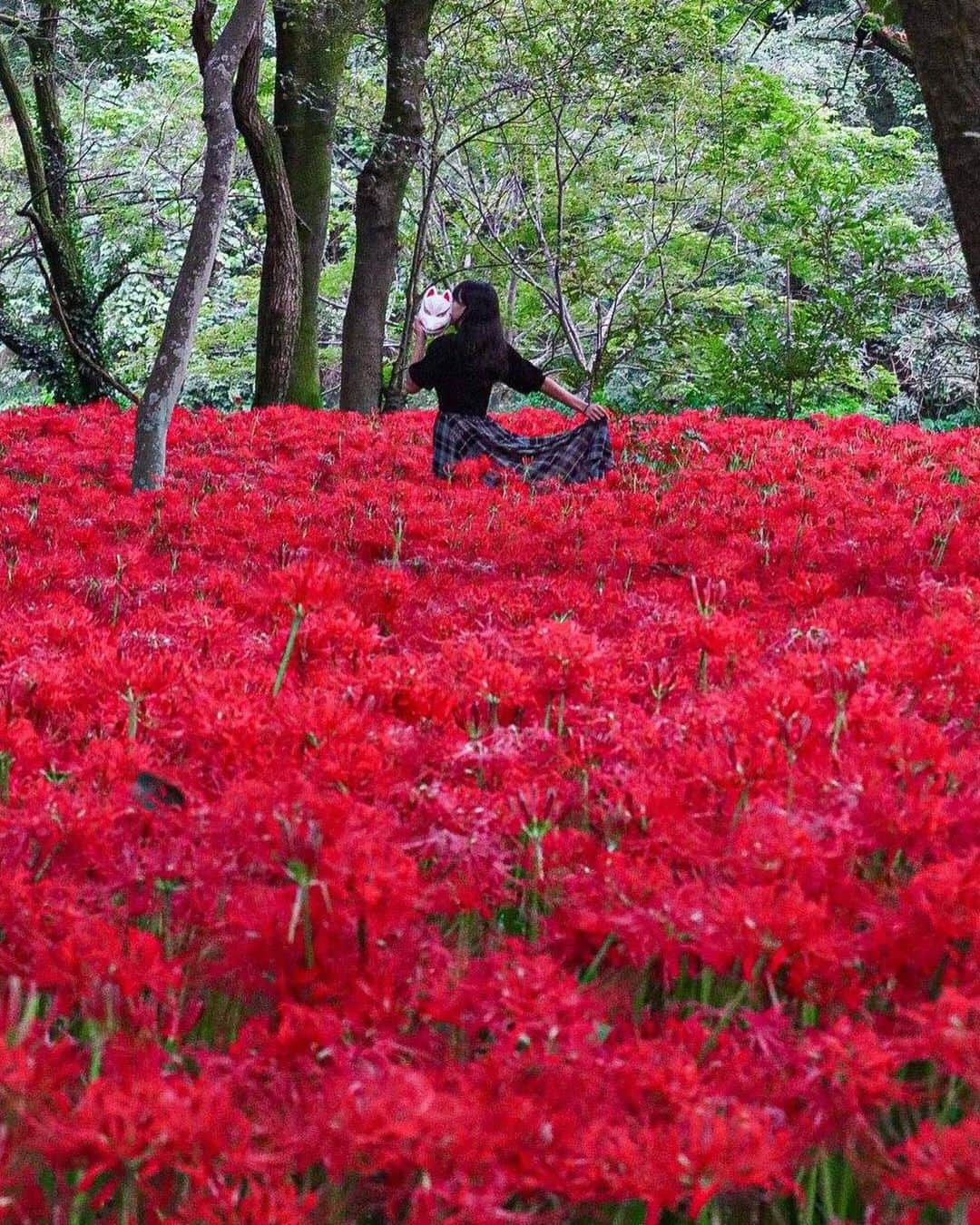 Stayway女子のインスタグラム：「【📍埼玉県・日高市】 ——————————————— 秋に咲く曼珠沙華の群生が日本一の #巾着田曼珠沙華公園  10月2日まで #巾着田曼珠沙華まつり が開催されています🌹🤍 ——————————————— 素敵な女子旅をされている方をご紹介させていただきます！✨ こちらの写真は @_like_trip_ さんがアプリへ投稿してくださいました😄魅力が伝わってくる素敵な投稿ありがとうございました🎵 ⁡ #Stayway女子旅 というハッシュタグをつけて是非投稿してください♪ Instagramにてご紹介させていただきます！ ——————————————————— AppStore又はGooglePlayで「stayway」を検索！トラベルクリエイターがリアルな口コミを情報発信！エリアでの絞り込みや位置情報でも投稿を探せます😌  ステキなお出かけや旅の思い出を記録していきましょう🎵優先的にインスタでシェアさせていただきます！ ——————————————————— 巾着田曼珠沙華公園では、9/17-10/2まで曼珠沙華まつりが開催されています。なんとその本数500万本！駐車場もすぐ近くに完備されているので、安心。また最寄駅からも徒歩15分とアクセス良好です。 ————————————————— #stayway_girls #stayway_saitama #埼玉観光 #埼玉旅行 #日高市 #日高市巾着田 #巾着田 #女子旅 #埼玉女子旅 #東京カメラ部 #旅行好き #国内旅行 #プチ旅行 #週末旅行 #フォトジェニック #フォトジェニックスポット #映えスポット #絶景スポット #秋旅行 #秋スポット #巾着田曼珠沙華まつり2022 #関東ドライブ」