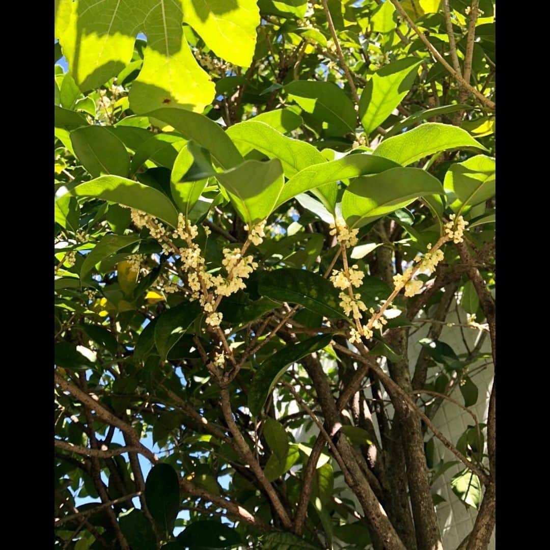 木村拓哉さんのインスタグラム写真 - (木村拓哉Instagram)「⁡ ⁡ ⁡ 「おはようございます❕ ⁡ 何やら好きな香りがしてるなぁ〜って思ったら、銀木犀が咲き始めてます❕ こんな季節の変わり目の感じ方、割と好きで…。 今日も一日、お互いに充実した時間を過ごしましょうね❕」 ⁡ PEACE‼︎ ⁡ STAYSAFE! ⁡ 拓哉 #木村拓哉#TakuyaKimura」9月28日 11時17分 - takuya.kimura_tak
