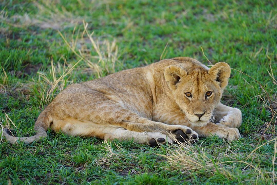 アリッサンドラ・アロノウさんのインスタグラム写真 - (アリッサンドラ・アロノウInstagram)「Some of my favorite lions from different prides in the Serengeti 🦁」9月29日 3時00分 - alissandra.aronow
