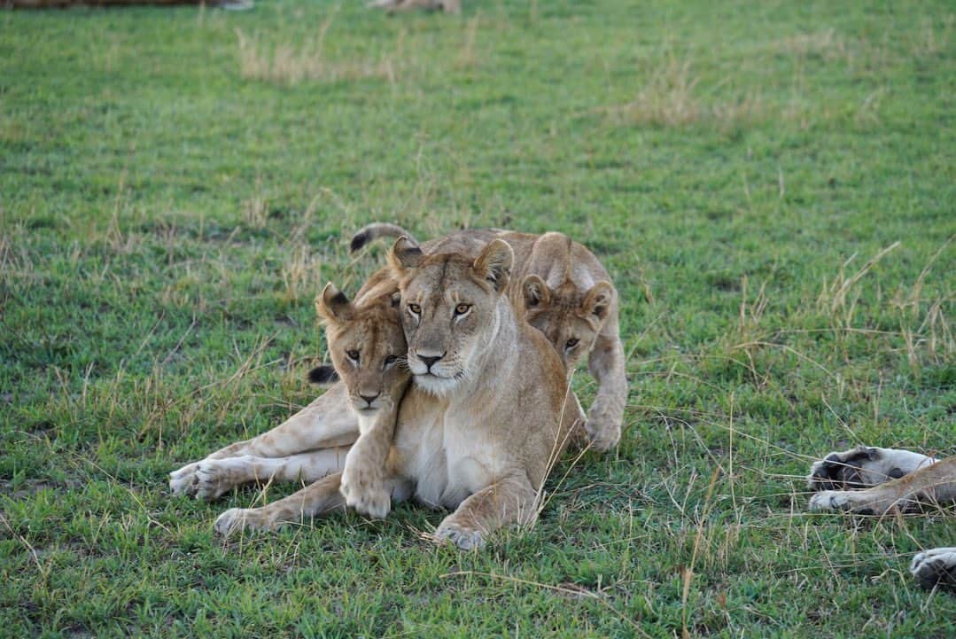 アリッサンドラ・アロノウさんのインスタグラム写真 - (アリッサンドラ・アロノウInstagram)「Some of my favorite lions from different prides in the Serengeti 🦁」9月29日 3時00分 - alissandra.aronow