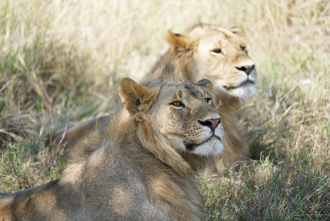 アリッサンドラ・アロノウのインスタグラム：「Some of my favorite lions from different prides in the Serengeti 🦁」