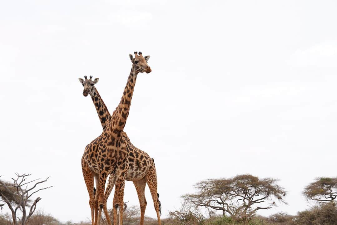 アリッサンドラ・アロノウさんのインスタグラム写真 - (アリッサンドラ・アロノウInstagram)「Masai 🦒 from Kenya and Tanzania. Reticulated 🦒 from Kenya 🤎」9月29日 4時03分 - alissandra.aronow