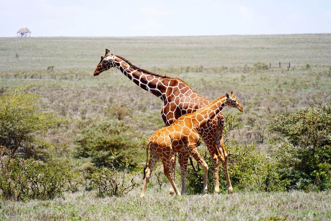 アリッサンドラ・アロノウさんのインスタグラム写真 - (アリッサンドラ・アロノウInstagram)「Masai 🦒 from Kenya and Tanzania. Reticulated 🦒 from Kenya 🤎」9月29日 4時03分 - alissandra.aronow