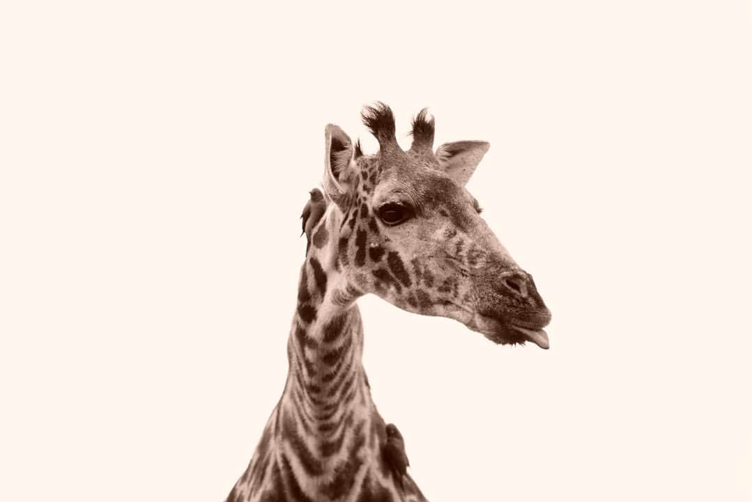 アリッサンドラ・アロノウのインスタグラム：「Masai 🦒 from Kenya and Tanzania. Reticulated 🦒 from Kenya 🤎」