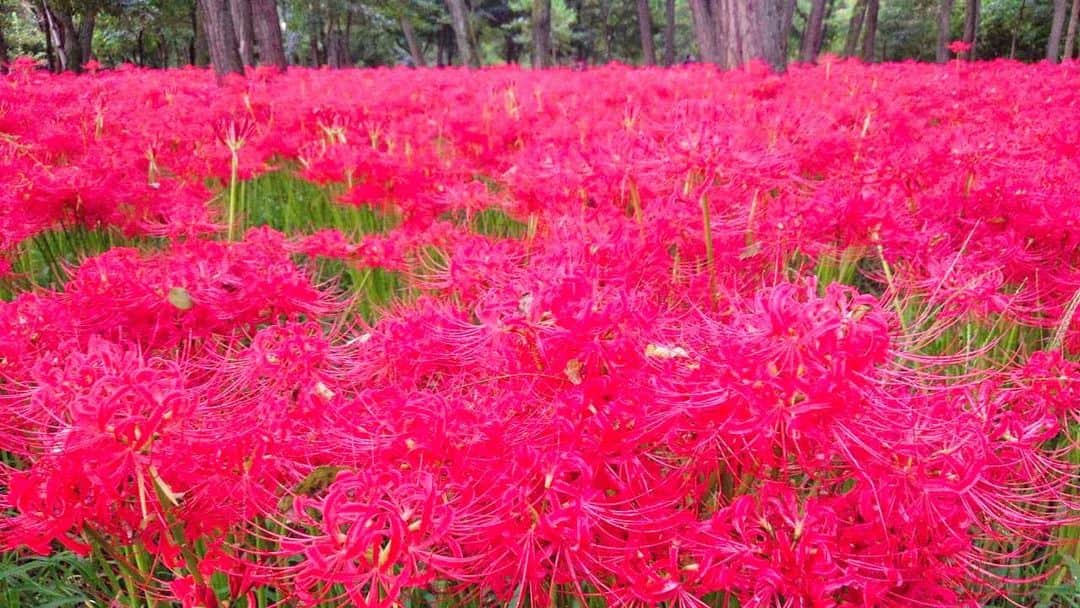 松谷彼哉のインスタグラム：「曼珠沙華の海  ＃巾着田」