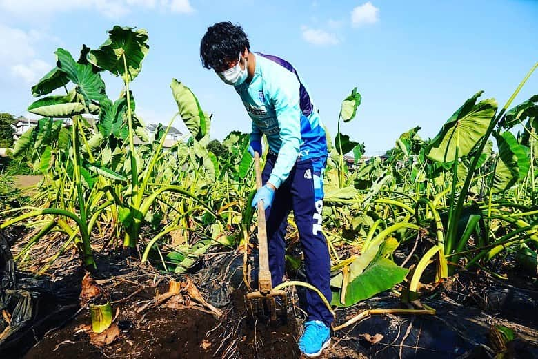 伊藤翔のインスタグラム：「昨日は野菜の収穫のお手伝いとして ジコンファーム さんへ訪問しました。 昨日収穫した野菜を使用したメニューが10/9の大分戦にて、キッチンカーで販売されます。 皆さんぜひ！  #ジコンファーム #今日は今日で応援しましょう #自分もそろそろ・・・」