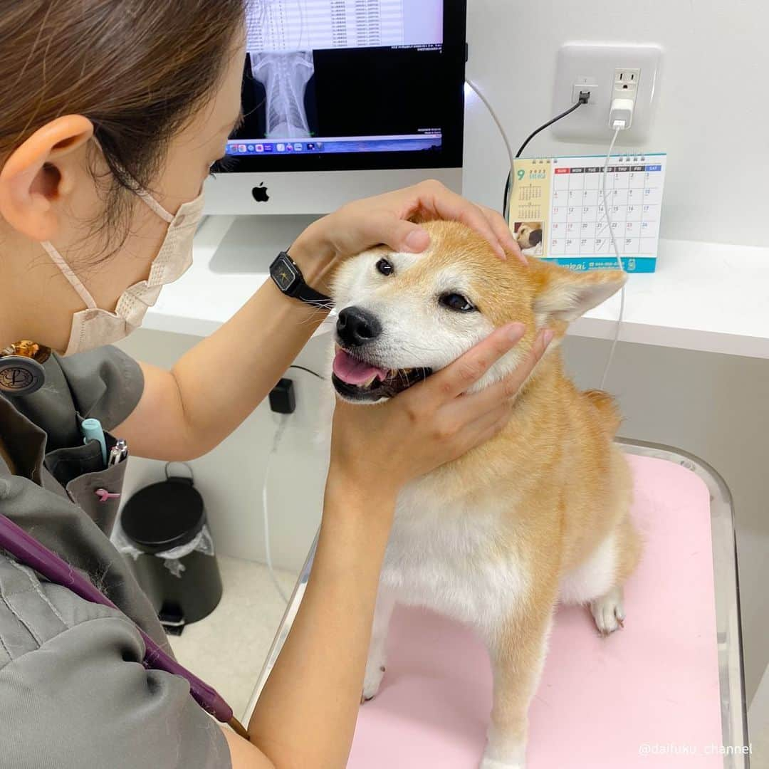 だいふくさんのインスタグラム写真 - (だいふくInstagram)「みなみなさまにおかれましては、 だいふくのモフが足りなくて、 お肌の調子が良くないなんて方も いるとかいないとか、、、  さて、秋といえば、10月13日は、そう！ 『ペット健康診断の日』。 だいふくも毎年この時期になると、年に一回、teamhope健康診断を受けるんだ😊　おかげで安心して過ごせるよ。 なんてったって、もう○歳なんだからね。 そして今日から1ヶ月間、teamhope健診🏥を受けるとフードのサンプルがもらえちゃうんだって👂🏻✨ キャンペーン参加病院は、「teamhope健康診断の日　キャンペーン」で検索💻🔍してね😉 要check it out you!! 年一の健康診断習慣で、大事なペットと一緒に長生きしよう🐶  #teamhope #teamhope健康診断 #teamhope健診　#teamhope健康診断の日 #PR」10月1日 21時30分 - daifuku_channel