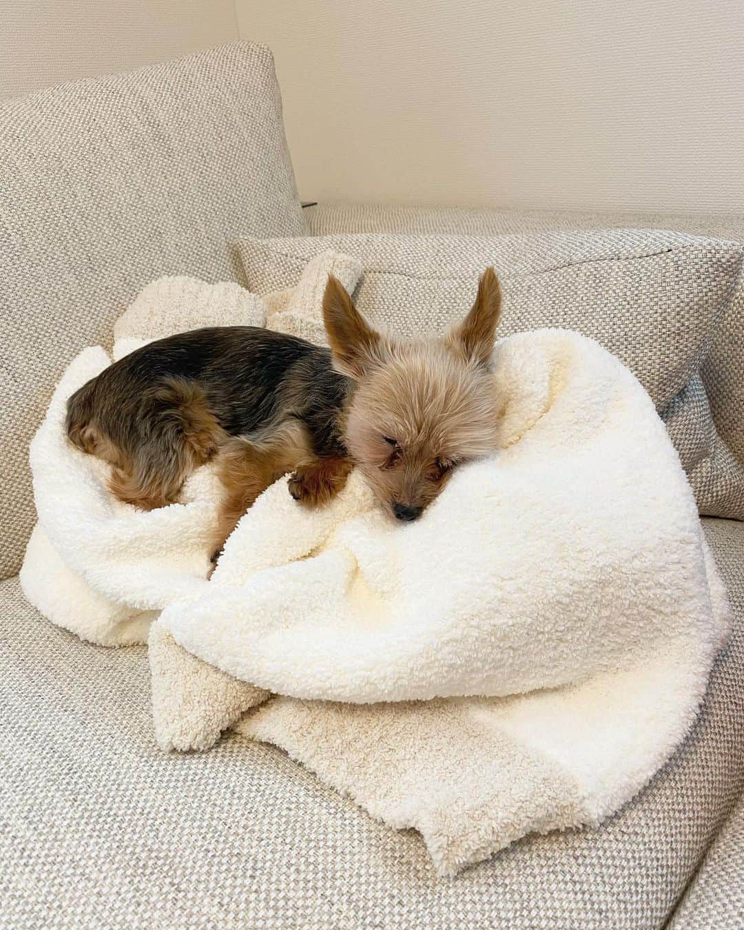 のインスタグラム：「土日はりぼんもこんな感じ🐶💤  #love #happy #dog #yorkie #ヨーキー」