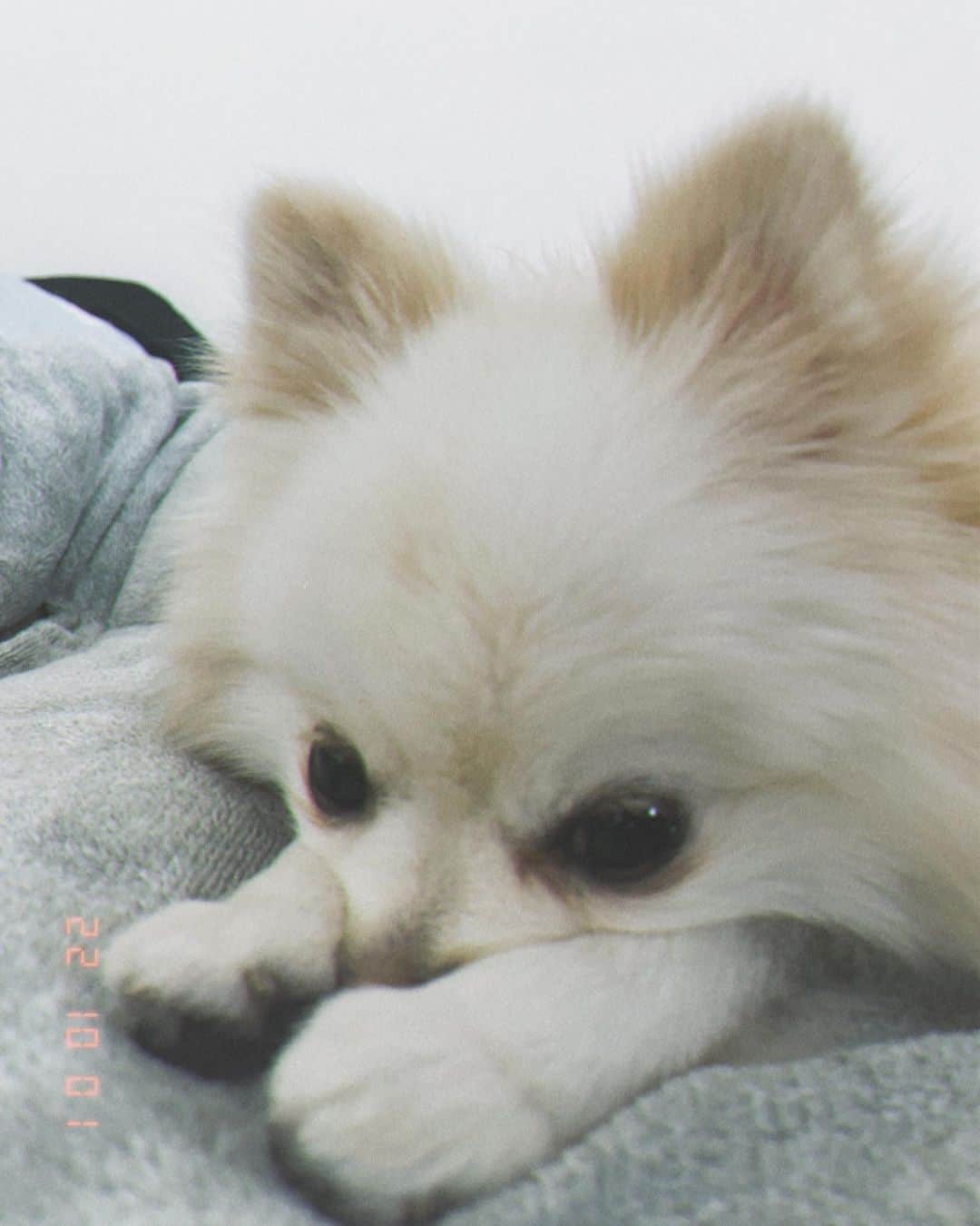 武田航平さんのインスタグラム写真 - (武田航平Instagram)「ころ。 可愛いくてたまらないあまえんぼポメ。 #pomeranian #dogsofinstagram」10月1日 15時33分 - kouhei_takeda.official