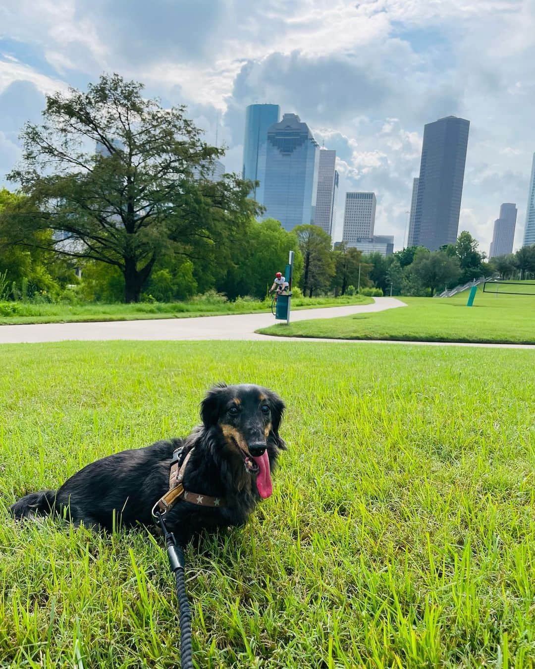 エリザベス・ハードキャッスルさんのインスタグラム写真 - (エリザベス・ハードキャッスルInstagram)「真夏のヒューストンは暑すぎてなかなか日中に散歩に行けないので、  週末にはいろんな公園に朝早くから行ってみた🐶🌱  それでも暑くて舌がペローン😂  愛犬の楽しんでるときの表情を見ているのが幸せ♡  涼しくなってきたらもっといろんなところに行こう！  #ヒューストン生活 #バッファローバイユー #犬との生活 #houstondog #buffalobayoupark」10月1日 16時46分 - elizabeth_hc49