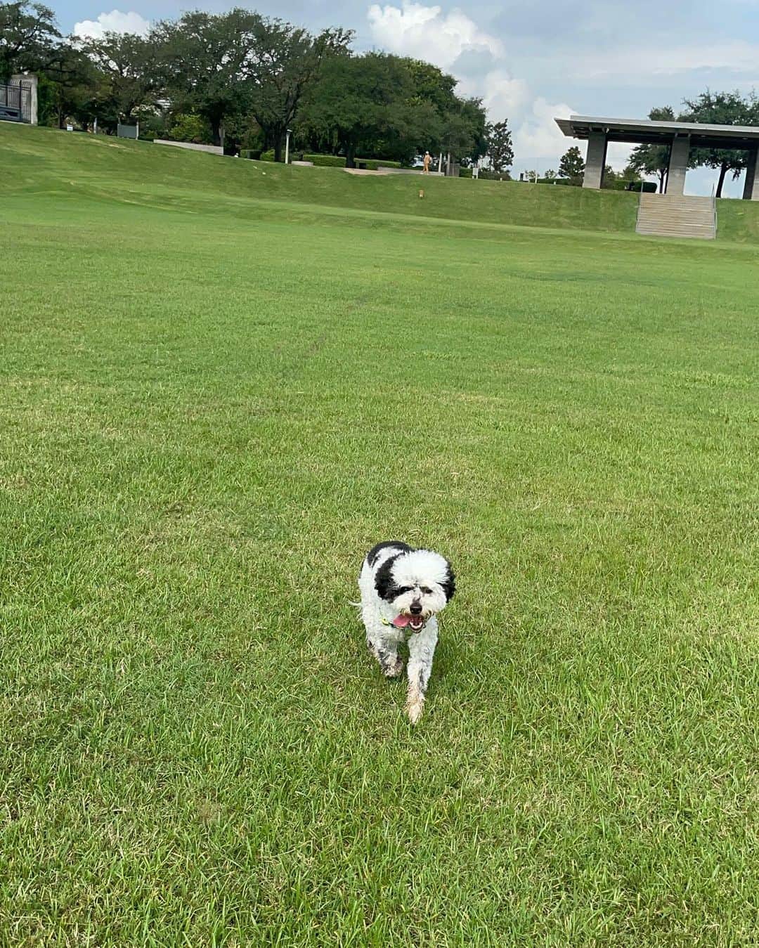 エリザベス・ハードキャッスルのインスタグラム：「真夏のヒューストンは暑すぎてなかなか日中に散歩に行けないので、  週末にはいろんな公園に朝早くから行ってみた🐶🌱  それでも暑くて舌がペローン😂  愛犬の楽しんでるときの表情を見ているのが幸せ♡  涼しくなってきたらもっといろんなところに行こう！  #ヒューストン生活 #バッファローバイユー #犬との生活 #houstondog #buffalobayoupark」