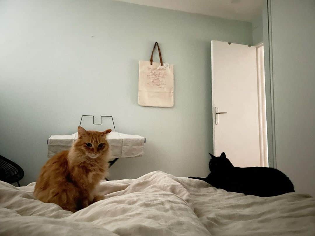 のインスタグラム：「朝の開眼、最初の二猫図。  一緒に眠って、一緒に起きる。  そして彼らは朝ごはんを食べたらまた寝る。  そして母は朝ごはんを食べたら即仕事。  今日もしっかりキミたちの生活を守ります。  よい一日を♡  #猫沢家の猫兄弟　#ピガ兄　#ユピ坊 #猫パリ　#猫沢エミのインターナショナル五十路ライフシフト  #猫沢エミリーパリへ行く」