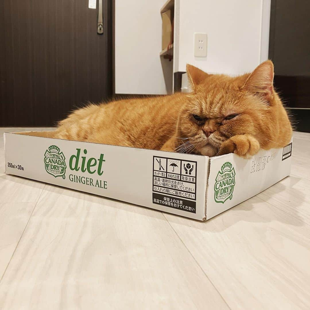 umeのインスタグラム：「dietって言葉がやたらと似合うね。 ・ ・ ・ #おまめ #🐈」