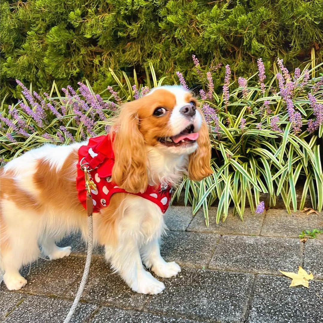 羽咲みはるのインスタグラム：「涼しくなってきて 夕方のお散歩ができるようになって💓 るんるんの私たちです🐰🐶  #犬#いぬすたぐらむ #いぬのいる暮らし #犬のいる暮らし #cavalierkingcharlesspaniel #キャバリア」