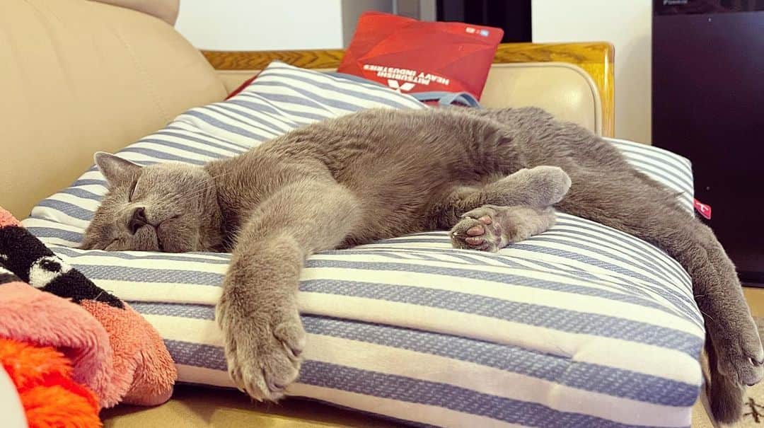 Hari?のインスタグラム：「酔っ払いか🫣🤫🙀 #azumi #シニア猫 #14yearsold   #cat #russianblue #猫 #ねこ #ロシアンブルー #chat  #gato #greycat #catsofinstagram」