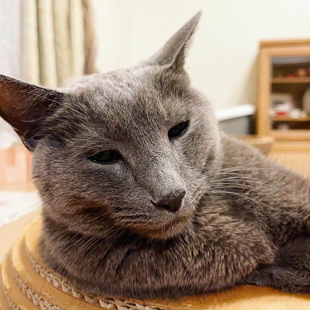 Hari?のインスタグラム：「おじぃ😚😴😽 #kotetsu #シニア猫 #14yearsold  #cat #russianblue #猫 #ねこ #ロシアンブルー #chat  #gato #greycat #catsofinstagram」
