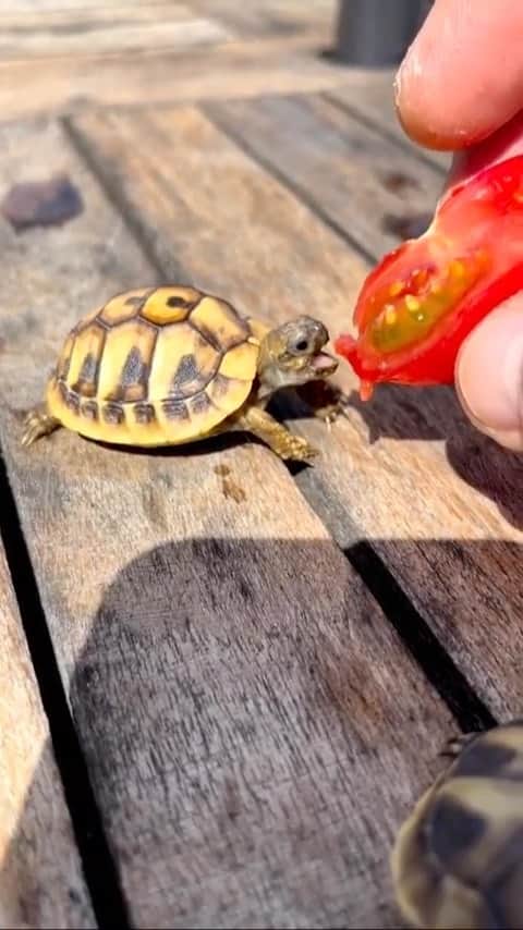 animals.coのインスタグラム：「Hungry little turtle 🍅🐢 Video by @nono_turtle」