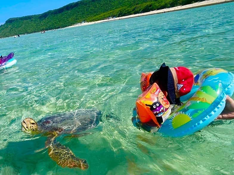 眞鍋さゆりのインスタグラム：「ウミガメの群れに遭遇🐢✨ めちゃ海藻むさぼってた🌿 かわいかった  #ウミガメ #宮古島#beach」