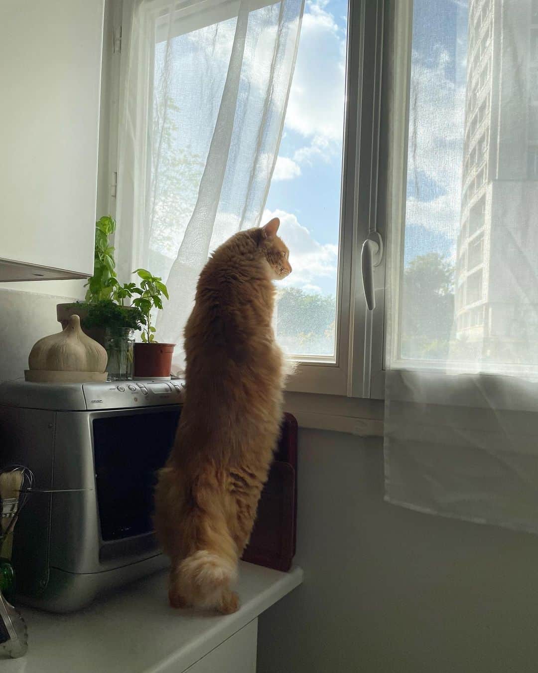 猫沢エミのインスタグラム