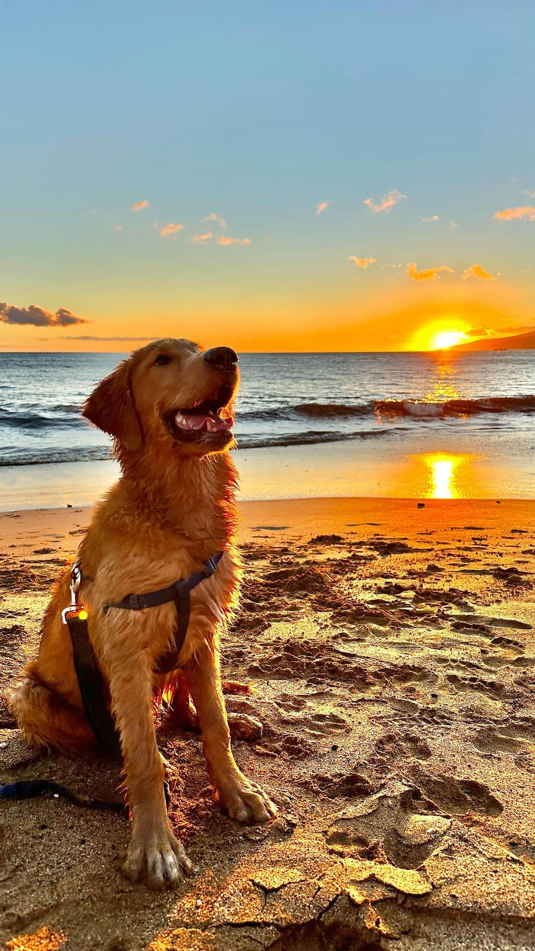 Bodhi & Butters & Bubbahのインスタグラム：「Golden hour with the goodest boy & uncle @hans_hush #luckywelivehawaii #maui #mauidog #sunset #sunsetlovers」